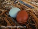 eggscitement_in_the_nesting_box.jpg