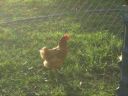 energiser_the_ex_battery_hen~0.jpg