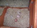 first_eggs_white_one_was_double_yolk~0.jpg