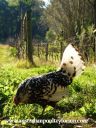 foraging_in_the_vineyard.jpg