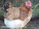 french_wheaten_marans_hen.jpg