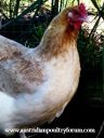 french_wheaten_marans_hen_1.jpg