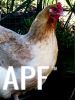 thumb_french_wheaten_marans_hen_1~1.jpg