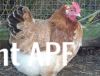 thumb_french_wheaten_marans_hen~1.jpg