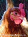 french_wheaten_marans_up_close.jpg