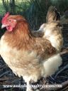 french_wheaten_marans~0.jpg