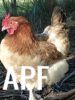 thumb_french_wheaten_marans~1.jpg