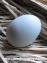 freshly_laid_araucana_egg.jpg
