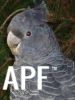 thumb_gang_gang_cockatoo.jpg
