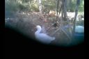 geese2_-_converted_renamed_4335.jpg