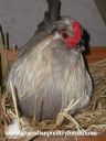 gender_confused_rooster_sitting_on_eggs.jpg