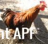 thumb_gold_laced_pekin2.jpg