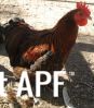 thumb_gold_laced_pekin3.jpg