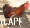 thumb_gold_laced_pekin4.jpg