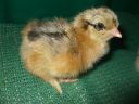 gold_partridge_brahma_chick.jpg
