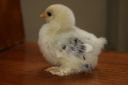grey_pekin_chick_1_week_old.jpg