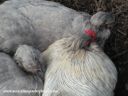 happiness_is__sharing_a_dust_bath.jpg