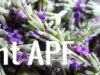 thumb_harvest_of_lavender.jpg