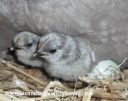 haven_t_you_hatched_yet_.jpg