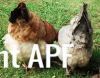 thumb_heads_down2c_tails_up~1.jpg
