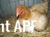 thumb_hen_and_turkey_poult.jpg
