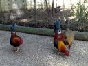 hybrid_fowl__red_jungle_fowl_x_old_english_game_bantam_x_rose-comb_bantam__01.jpg