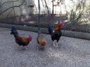 hybrid_fowl__red_jungle_fowl_x_old_english_game_bantam_x_rose-comb_bantam__02~0.jpg