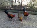 hybrid_fowl__red_jungle_fowl_x_old_english_game_bantam_x_rose-comb_bantam__03.jpg