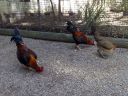 hybrid_fowl__red_jungle_fowl_x_old_english_game_bantam_x_rose-comb_bantam__04~0.jpg
