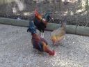 hybrid_fowl__red_jungle_fowl_x_old_english_game_bantam_x_rose-comb_bantam__05.jpg