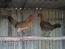 hybrid_fowl_hens__red_jungle_fowl_x_old_english_game_bantan_x_rose-comb_bantam__01.jpg