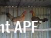 thumb_hybrid_fowl_hens__red_jungle_fowl_x_old_english_game_bantan_x_rose-comb_bantam__01~1.jpg