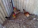 hybrid_fowl_hens__red_jungle_fowl_x_old_english_game_bantan_x_rose-comb_bantam__02~0.jpg
