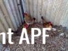 thumb_hybrid_fowl_hens__red_jungle_fowl_x_old_english_game_bantan_x_rose-comb_bantam__02~1.jpg