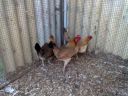 hybrid_fowl_hens__red_jungle_fowl_x_old_english_game_bantan_x_rose-comb_bantam__03.jpg