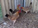 hybrid_fowl_hens__red_jungle_fowl_x_old_english_game_bantan_x_rose-comb_bantam__04.jpg