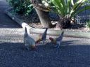 hybrid_fowl_hens__red_jungle_fowl_x_old_english_game_bantan_x_rose-comb_bantam__05.jpg