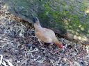 hybrid_fowl_hens__red_jungle_fowl_x_old_english_game_bantan_x_rose-comb_bantam__06.jpg