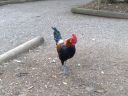 hybrid_fowl_rooster__red_jungle_fowl_x_old_english_game_bantam_x_rose-comb_bantam__01~0.jpg