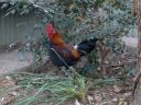 hybrid_fowl_rooster__red_jungle_fowl_x_old_english_game_bantam_x_rose-comb_bantam__02~0.jpg