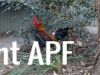 thumb_hybrid_fowl_rooster__red_jungle_fowl_x_old_english_game_bantam_x_rose-comb_bantam__02~1.jpg