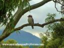 kookaburra_in_a_gum_tree~0.jpg
