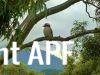 thumb_kookaburra_in_a_gum_tree~1.jpg
