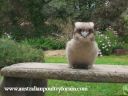 kookie_the_garden_ornament~0.jpg