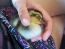 kyah_s_duckling_011_0.jpg