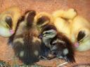 kyah_s_duckling_017_0.jpg