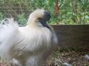 kyah_s_duckling_s_025.jpg