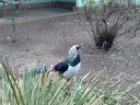 lady_amherst_pheasant_cock_01.jpg