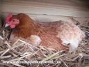 lady_frances_lays_an_egg_photo_1_0.jpg