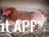 thumb_lady_frances_lays_an_egg_photo_1_0~1.jpg